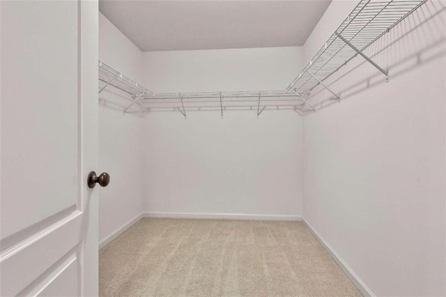 walk in closet featuring light colored carpet