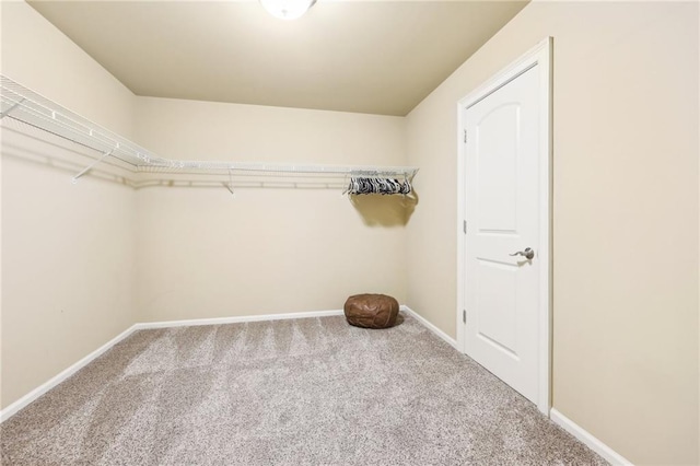 walk in closet featuring carpet floors