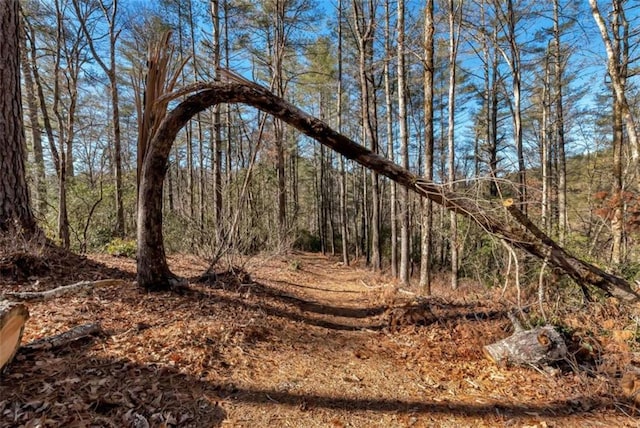 view of local wilderness