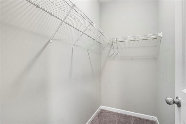 walk in closet with carpet flooring