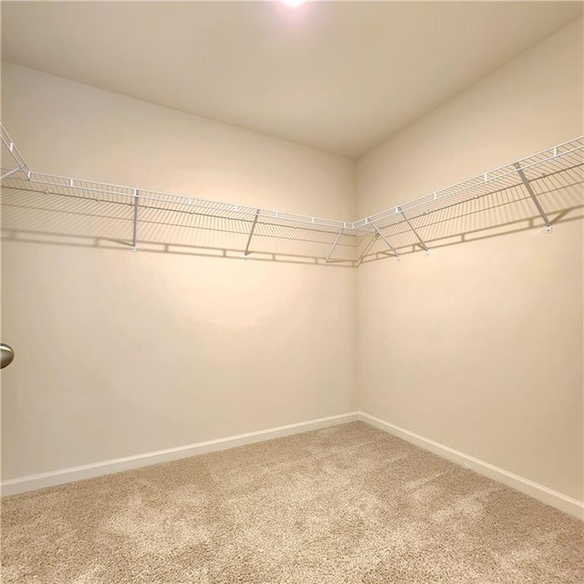 walk in closet featuring carpet