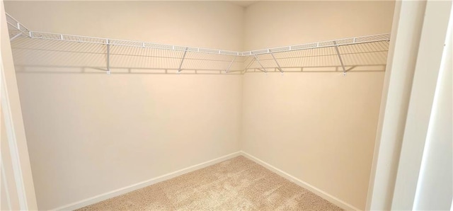 walk in closet with carpet flooring