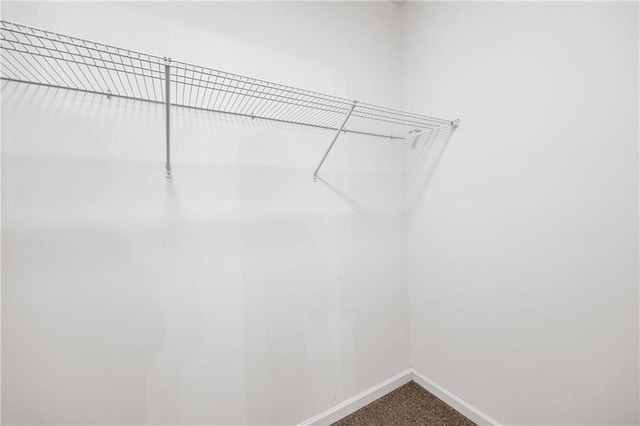 spacious closet featuring carpet