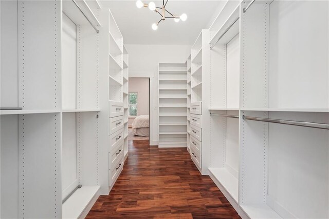 walk in closet with dark wood-style flooring and a chandelier