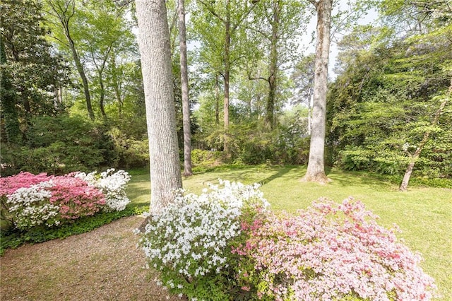 70 Mount Paran Rd NE, Atlanta, GA 30342 - view of grassy yard