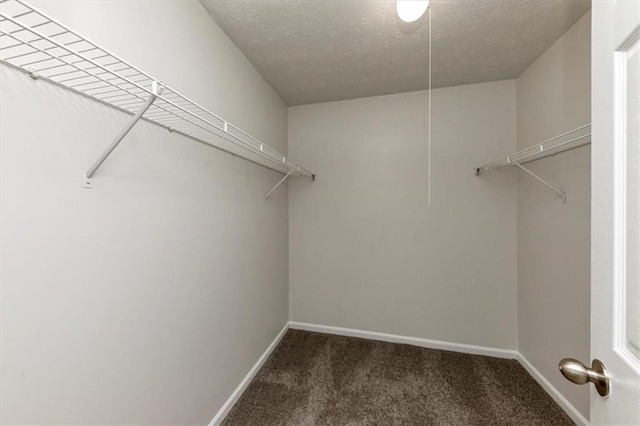 walk in closet with carpet floors