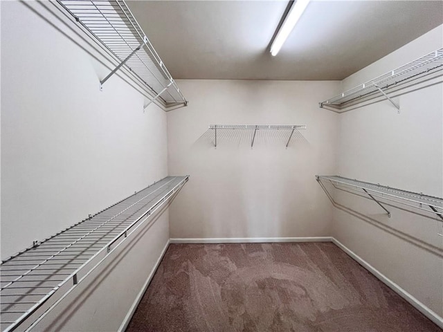 spacious closet with carpet