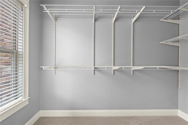 walk in closet featuring carpet flooring