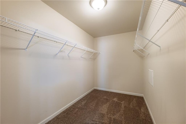 walk in closet with carpet floors