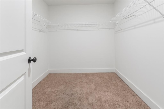 walk in closet featuring carpet