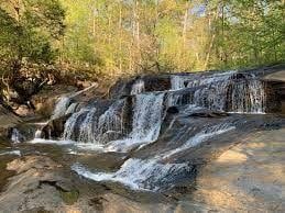 356 Henry Scott Rd, Ball Ground, GA 30107 - exterior view of a forest