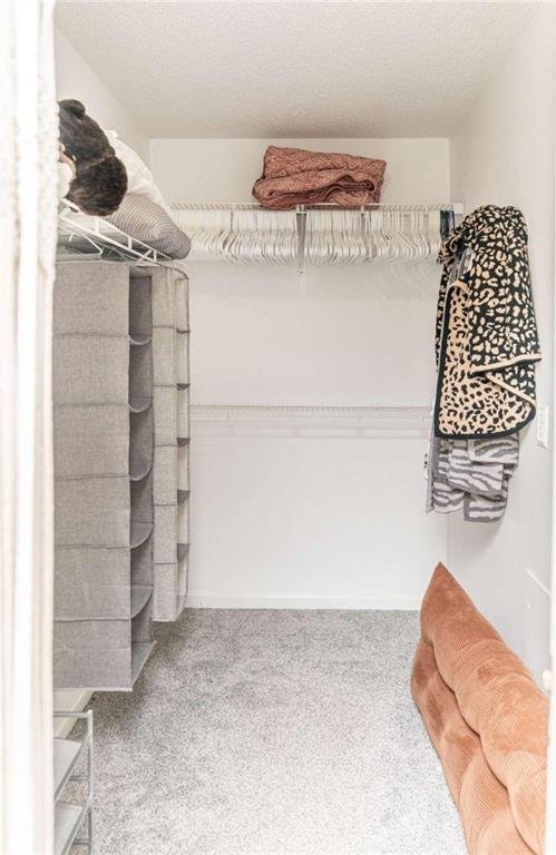 spacious closet featuring carpet flooring