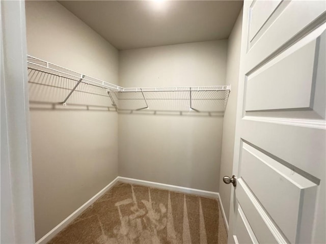 walk in closet with carpet flooring