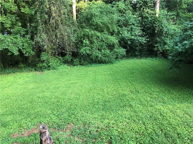 view of yard featuring a forest view