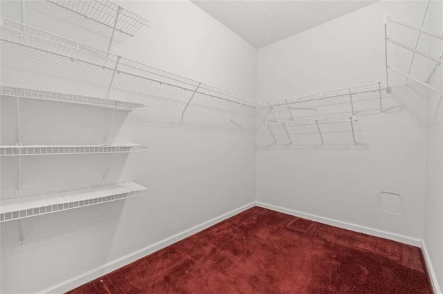 spacious closet featuring carpet flooring