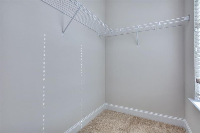 walk in closet featuring carpet