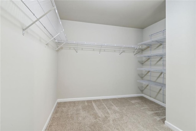 walk in closet featuring carpet floors