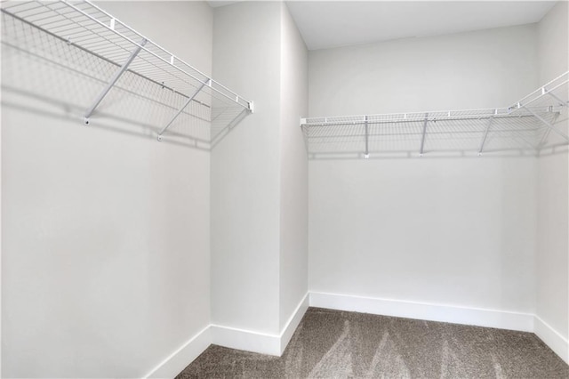 walk in closet featuring carpet flooring