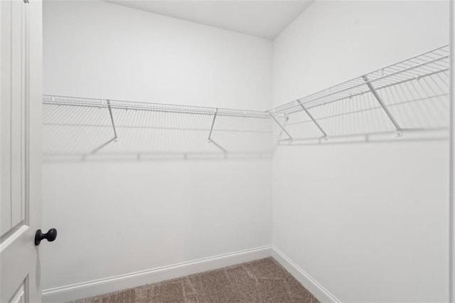 spacious closet featuring carpet