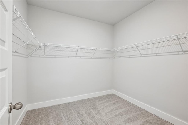 spacious closet featuring carpet