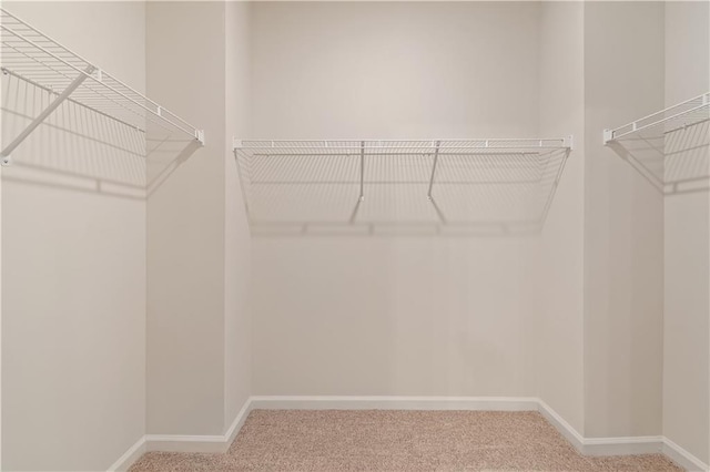 walk in closet with carpet floors