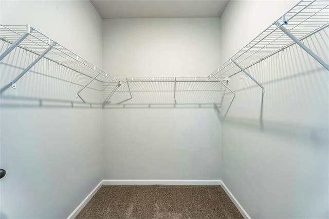 walk in closet with carpet flooring