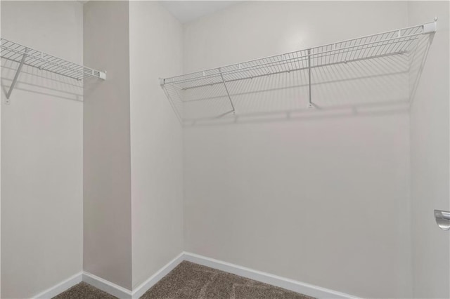 walk in closet with carpet flooring