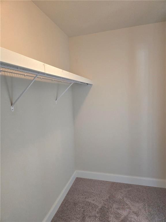 walk in closet featuring carpet flooring