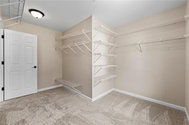 walk in closet featuring carpet floors