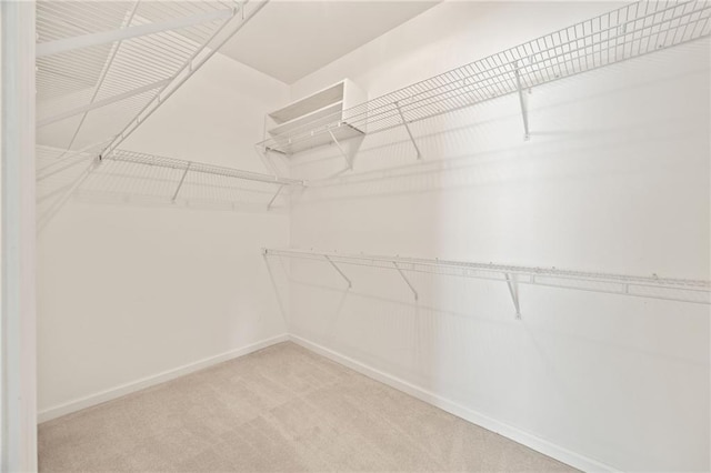 spacious closet featuring carpet