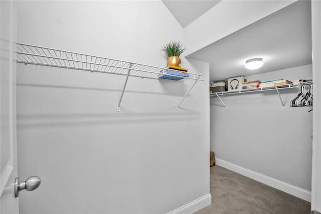 spacious closet featuring carpet