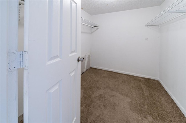 spacious closet featuring carpet flooring