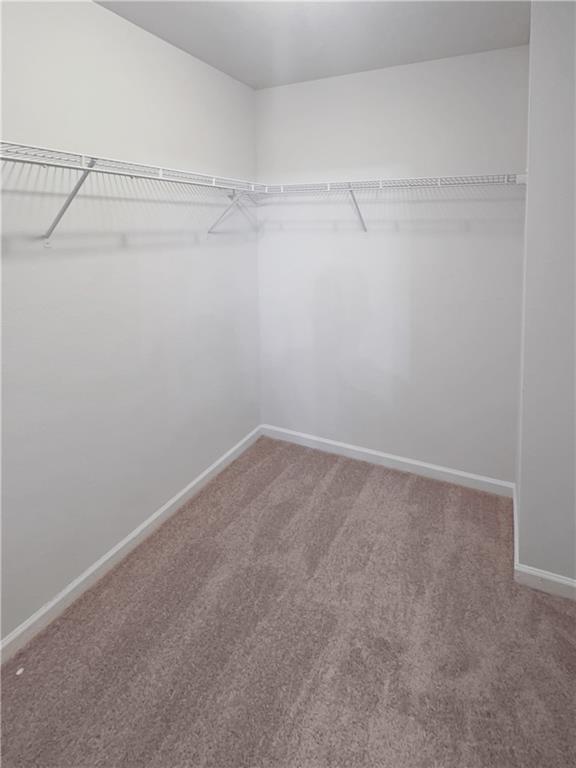 spacious closet with carpet flooring