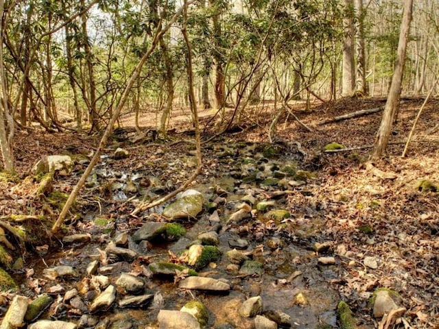 115 Coldwater Creek Dr, Mineral Bluff, GA 30559 - view of woods