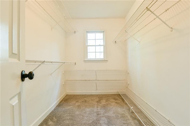 spacious closet featuring carpet