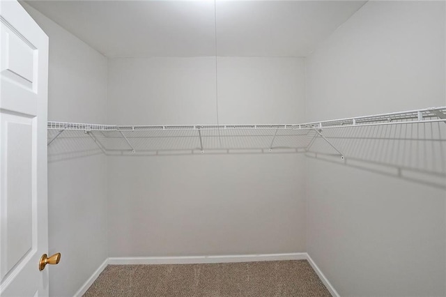 walk in closet with carpet