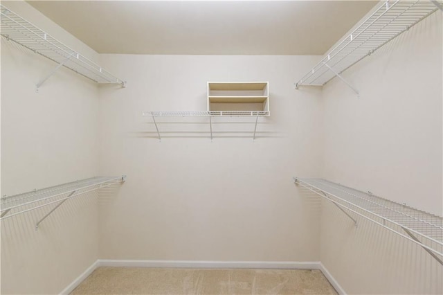 walk in closet with carpet flooring