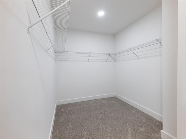 spacious closet featuring carpet floors