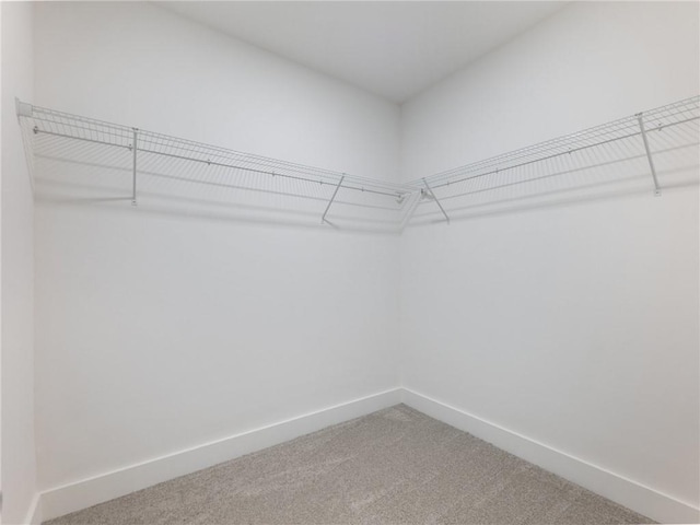 walk in closet with carpet flooring