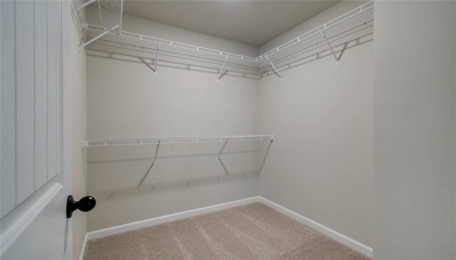 walk in closet with carpet flooring