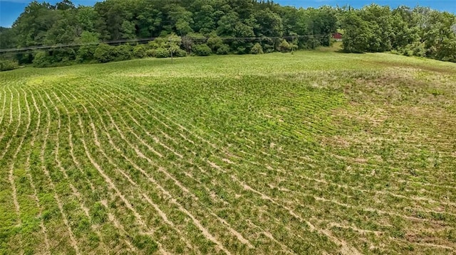 618 W Glade Creek Rd, Clarkesville, GA 30523 - view of green lawn with a rural view