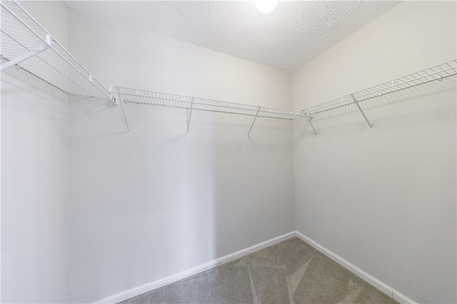 spacious closet with carpet flooring