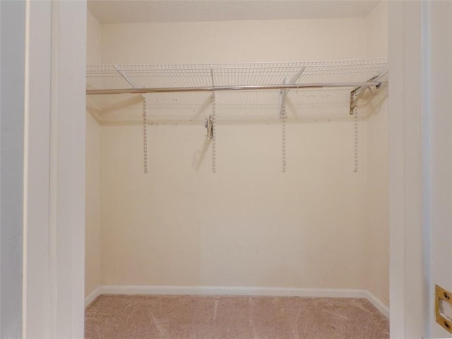 spacious closet featuring carpet flooring