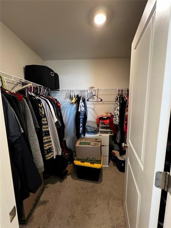 spacious closet featuring carpet