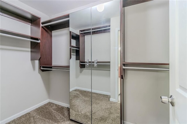 spacious closet featuring carpet