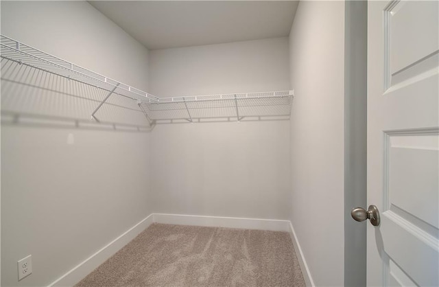 walk in closet featuring carpet floors