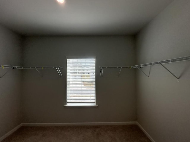 walk in closet featuring carpet