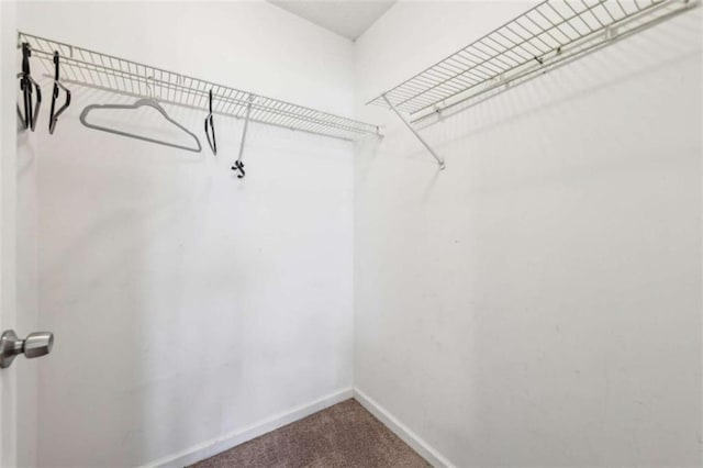 spacious closet featuring carpet floors