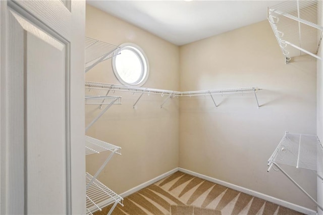 spacious closet featuring carpet