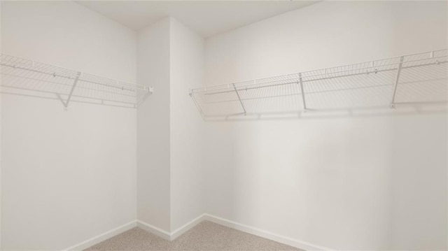 spacious closet featuring carpet flooring